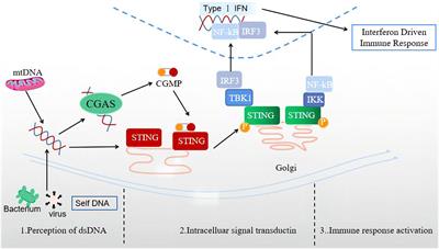 Updated roles of cGAS-STING signaling in autoimmune diseases